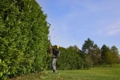 Stiga PH 900e Accu Heggenschaar Body Op Steel - 50cm - 34mm - Telescopisch -Home gereedschap 9a4c0a00a54ba77be518e399f52487dd